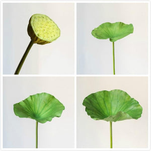 Artificial Faux Plant Lotus Seed and Leaf Stem